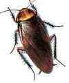 cockroaches - Pesky cockroach