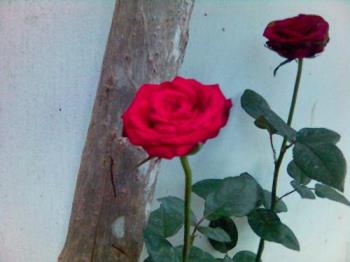 rose beside my room - this is a rose right outside my room.. i took it a few months ago.. took a picture i mean.. hehe..