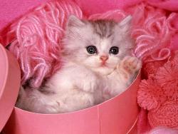 pink - cat