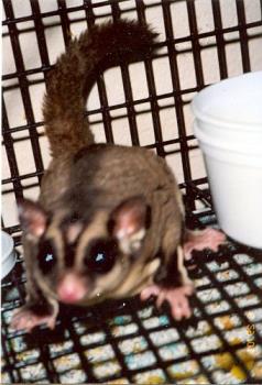 Our male sugar glider - This is a pic of our male sugar glider JJ. As you can see, he has a bald spot too. 