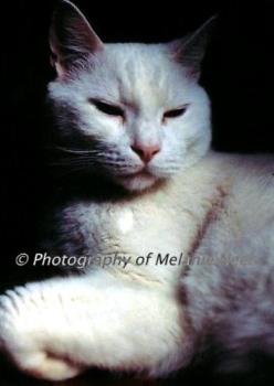 Snoopy, My Cat That Lived 21 Years - image of Snoopy