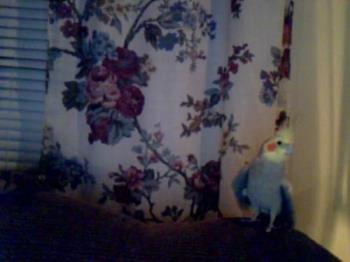 My Timmy - This is my bird Timmy. 