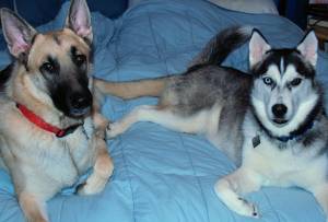 Vali and Masha - A shot of Vali and Masha lounging on my bed.