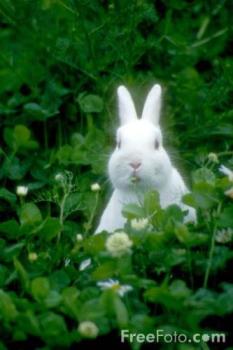 rabbit - cute rabbit