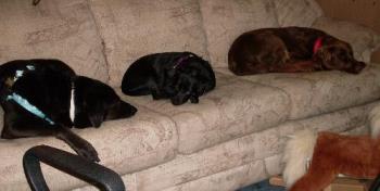 All three of my dogs - This is a picture of all three of my dogs. They love sleeping on the couch!