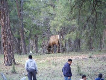 Elk in the Grand Canyon national park.  - Elk in the Grand Canyon National Park. The photo is kind of blurry but you can see the contrast of the size of the elk and the size of the people.