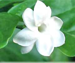 jasmine flower - our national flower