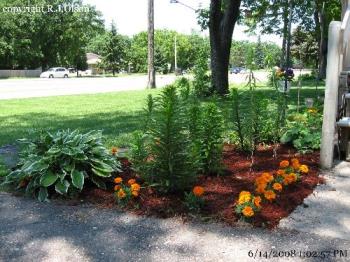 One of the Lily areas - I have a lot of Lilies in my yard