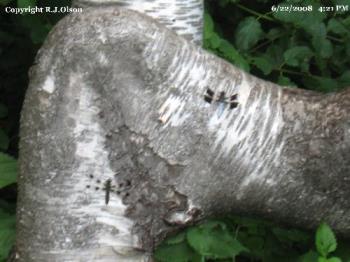 Dragonflies - They were all over this odd tree