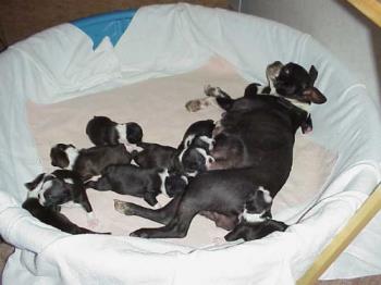 Bella and her nine babies - Puppies coming out the ying yang.