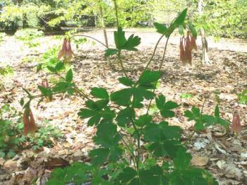 Columbine - This is one of my columbine plants. They have lovely, delicate flowers. Columbine - This is one of my columbine plants. They have lovely, delicate flowers.