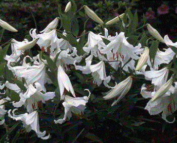 'Casablanca' Oriental Lily - This is one of the most beautiful lilies I've ever seen. The 'Casablanca' Oriental Lily is one of my favorites. 'Casablanca' Oriental Lily - This is one of the most beautiful lilies I've ever seen. The 'Casablanca' Oriental Lily is one of my favorites.