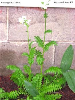 Identify possibly? - Here's the whole plant Identify possibly? - Here's the whole plant
