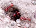 Ants - Put some salts on ants cave to get them scared.