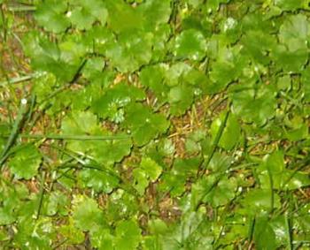 Creeping Charlie/Ground Ivy - A close-up of this invasive and hard to control weed.