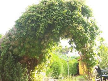 Clematis needing pruned! - Clematis arch - only one side has been pruned and the rest badly needs doing! It has already flowered once this year and will probably flower at least another once depending on the weather! 