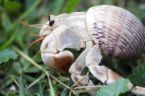 Hermit Crabs - Hermit Crabs gotta love the lil fellas