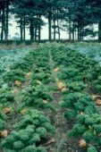 broccoli - Q. Are broccoli leaves good to eat?

A. Yes, most people would have a hard time distinguishing between young broccoli leaves and collard greens. Harvest and prepare only young, tender leaves as older, tougher leaves often develop a somewhat bitter taste.