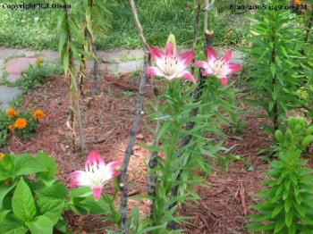 Asiatic Lily - From the front lily bed. 