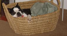 Gus - relaxing in the basket Gus - relaxing in the basket