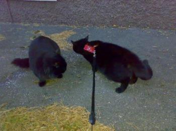 two black cats - here&#039;s a picture of my black cat (with leash) meeting another black cat outside our flat.