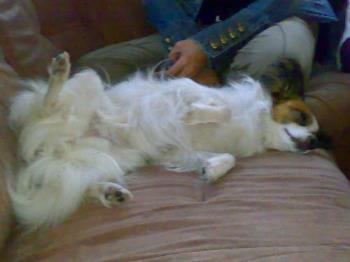 white dog - my boyfriend&#039;s mom&#039;s dog.