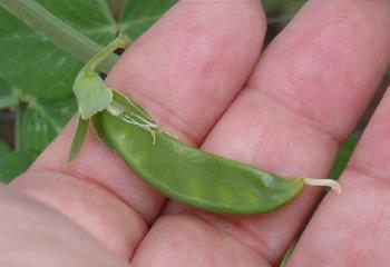 The First Snap Pea of the Season - A closeup of the first sugar snap pea in the garden this year. They sure are sweet!