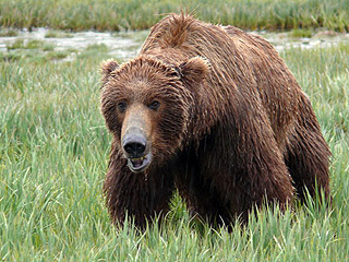 Grizzly Mauls Teen During Alaska Bike Race - ANCHORAGE, Alaska — A 14-year-old girl riding in a mountain bike race was attacked in the dark of night by a bear Sunday and severely injured, but she was able to make a brief 911 call that eventually resulted in her rescue. Grizzly Mauls Teen During Alaska Bike Race - ANCHORAGE, Alaska — A 14-year-old girl riding in a mountain bike race was attacked in the dark of night by a bear Sunday and severely injured, but she was able to make a brief 911 call that eventually resulted in her rescue.