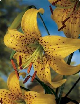 lily - Lily