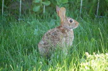 bunny - in our backyard