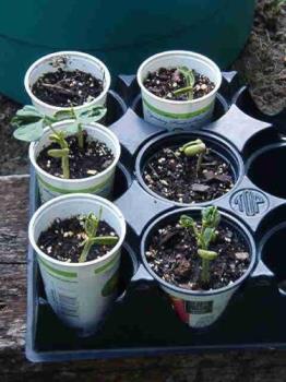Pole beans sprouted - They finally sprouted after having to replant again. These are started from saved seeds last fall instead of store bought seeds. 