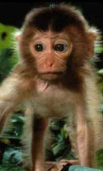 monkey baby - monkey baby.  
