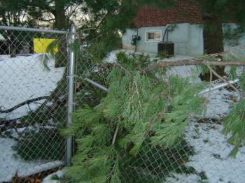 Fence Damage - Photo of our fence which was damaged by our neighbor&#039;s tree.