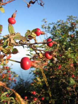 Rose hips or Rose haw - Rose hips or rose haw is the fruit or seed pod of the rose and can be used in cooking Rose hips or Rose haw - Rose hips or rose haw is the fruit or seed pod of the rose and can be used in cooking