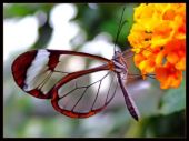 butterfly - a lovely photo of a butterfly