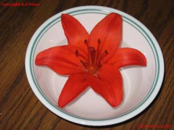 Floating Lily - Orangle Tiger Lily floating in a bowl of water. Floating Lily - Orangle Tiger Lily floating in a bowl of water.