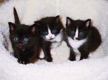 Kittens - Baby Kittens