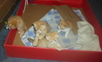 Kittens - My kittens