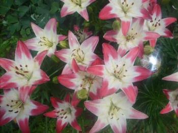 lilies - pretty and pink lilies - pretty and pink