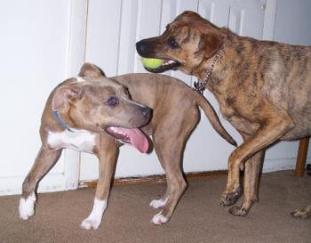 the pitbull and my dog playing - playing dogs