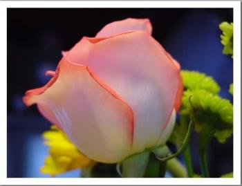 a white and orange rose - another beautiful rose just for you...