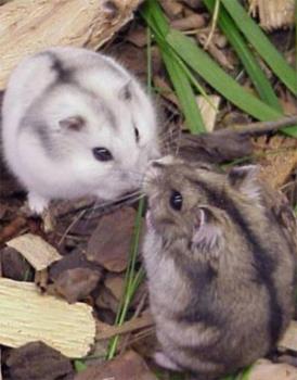 Cute hamsters - Siberian Hamsters