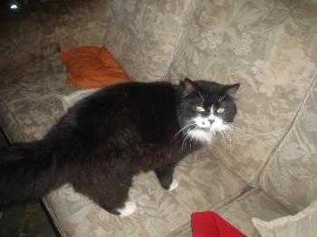 guinnes, my cat - He looks as if butter would not melt in his mouth, he is so innocent, do not be deceived, guinnes, my cat - He looks as if butter would not melt in his mouth, he is so innocent, do not be deceived,