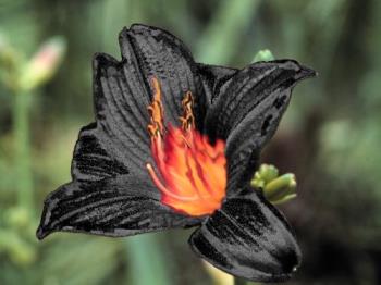 fire lily - What a beautiful flower!!!