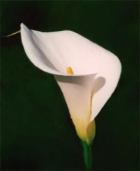 cala lily - a beautiful flower symbolizing purity...