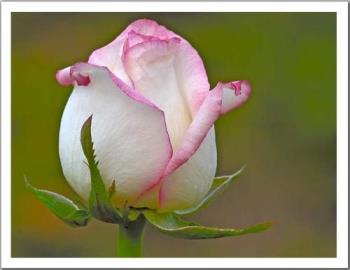 a white rose  - I could not get a plain white rose