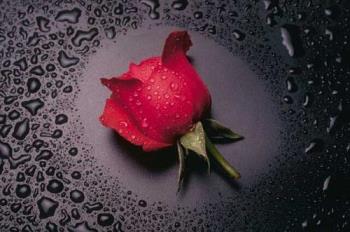 a mysterious red rose - a red rosebud