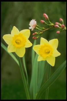 daffodils - lovely flowers