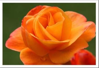tangerine rose - a beautiful color for a a rose... isnt it?