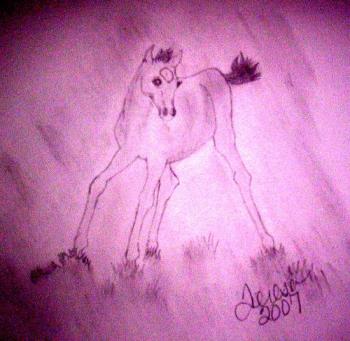 One of my horse drawings, with pencil and paper - I did this horse drawing with pencil and paper and then I did auto balance in MS Photo Editor and this is what it did to the picture. I liked the effect so I saved it this way. The original is just plain pencil on paper and its hard to see on the computer.